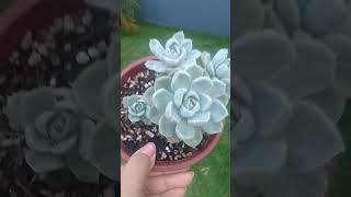 Minha Echeveria Albicans Variegata