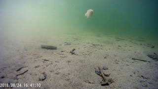 Fischfauna Feldkirchener Aue 2018 0824 163919 002