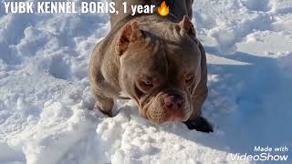 открыт для вязок🔥YUBK KENNEL BORIS 🔥окрас лиловый( скрытый трик), микро экзот, 30 см👌89859955112