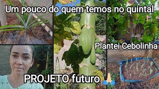 POUCO DO QUE TEMOS NO QUINTAl // VAMOS CONSTRUIR// PLANTEI