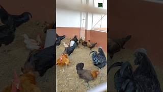 Poultry farming🐔...#shorts #kadaknath #rooster #animalhusbandry #trending