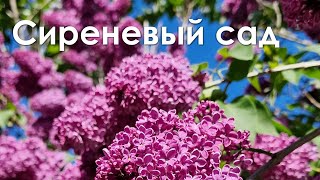 Сиреневый сад #shorts