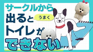 【犬のしつけ】サークルから出すとトイレがうまくできない【悩み相談ライブ切り抜き】