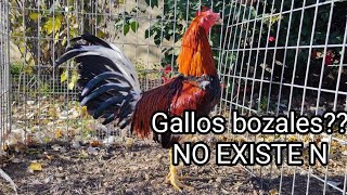 no existen los gallos bozales como tal