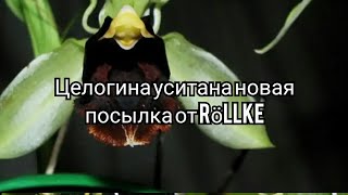 #Новая#посылка#от#Röllke#Coelogyne#usitana