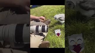 Super Funny #shortsvideo #funnyanimals #funnymoments #shortvideos #shortsviral #shorts