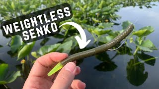 Fishing SENKOS for shallow BASS