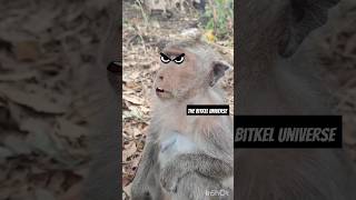 Monkey got Angry at human #funny #memes #shorts