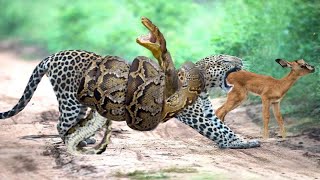 OMG! Leopard Is Engrossed In Hunting Impala The Giant Python Steal Her Cub - LION vs HYENA ...