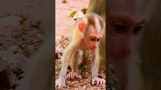 #monkey #babymonkey #monkeycry #newbabymonkey #newbornbaby #fbreel #facebook #short #shortvideos #Mo