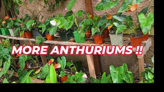 How to Propagate Anthurium (Andreacola) Plants in Pots