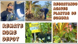 Remate Home Depot Plantas de Sombra  ☀️¡Robando Agaves! 🌿 VIDEO 200!!