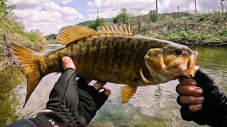 Catching Big Creek SMB (Mega Bass Dark Sleeper Swimbait)