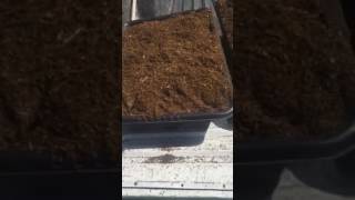 Shredding Compost for CFT