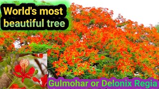 World's most colourful flowering tree / most beautiful tree