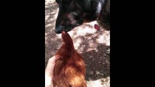 Watch a German Shepherd attack a chicken!!