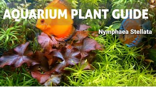 AQUARIUM PLANT GUIDE | DWARF LILY NYMPHAEA STELLATA #aquarium #fishtank #aquascape #plantedaquarium