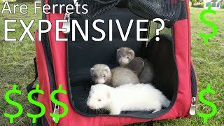 Are Ferret EXPENSIVE?! Before You Buy a Ferret!