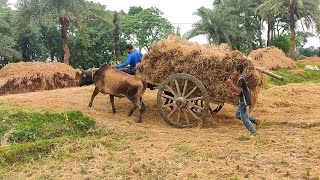 Paddy loaded from deep mud // pulling paddy with bullock cart // Village agriculture - 01