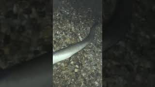 Conger eel fishing #shorts