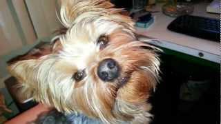 Asking My Yorkie About His Welfare Check