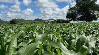 Mostrando nossa lavoura de milho 🌽🙌🏼🚀