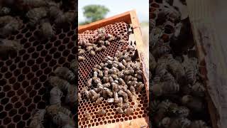 The Fascinating Process: How Honey Bees Collect and Store Honey in the Comb #honeycomb #viralvideo