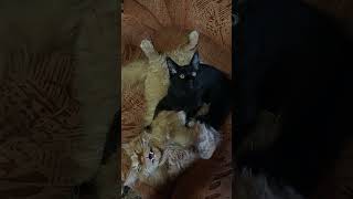 Borman Cat vs Cosmos (jr)#котики#мэйнкун#maincoon#няшки#сон