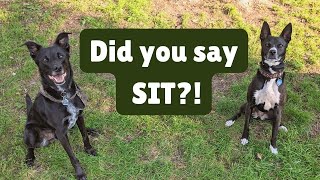 How to teach your dog to sit - Level 3