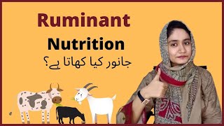 Ruminant Nutrition | Basic requirement of animal in diet | Livestock