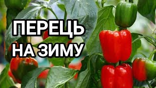 Роблю ці заготовки з переця кожен рік! #лечо, #аджика, заморозка переця, #приправа #паприка