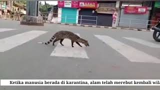 Ketika manusia berada di karantina, alam telah merebut kembali wilayahnya.