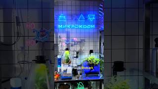 Магазин мини-флорариумов Микрокосм🌱 #shorts #флорариум