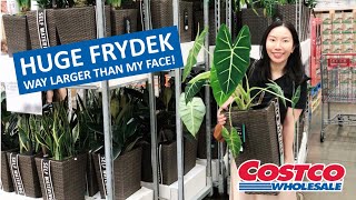 HUGE Alocasia Frydek at Costco! Costco Plant Shopping With Me