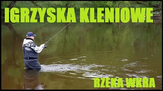 IGRZYSKA KLENIOWE - Rzeka Wkra