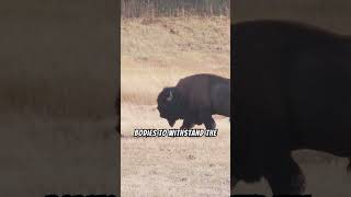 "Majestic bison roaming the plains, embodying untamed grace."  #facts #animals  #wildlife  #bisons