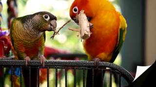 Sun Conure photo