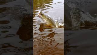 A Fish That Breathes Air?! #fishing #fishinglife #fishingvideo