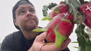 Harvesting Dragon Fruit for a Michelin Star Experience at SIX Test Kitchen