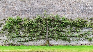 Efficient Tree-scaping with Espalliers, Coppices, & Pollards – Karl’s Food Forest Garden - S001E050