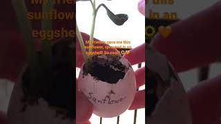 #asmr #shorts #flowers ☀️🌱sunflower eggshell sprout ✨ #garden #hack