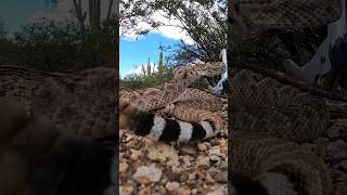 Rattlesnake in my backyard #rattlesnake