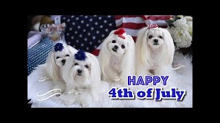 FUN:  Happy 4th of July from Maltese Obsession ~ Tweety and Dolce the Maltese