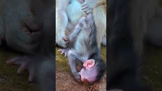 Ep448. Adorable Monkey Has the Cutest Reaction to Meeting a New Friend