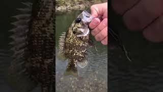 Cool Fish Caught While Fly Fishing!!(What is this fish called?)