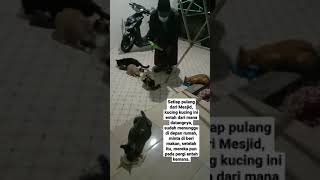 Berbagi makanan untuk kucing liar#short