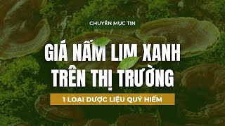 GIÁ NẤM LIM XANH TRÊN THỊ TRƯỜNG