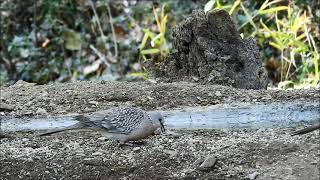 spotted dove 2