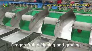 dragon fruit washing grading machine price|dragon fruit sorting machine price| dragon fruit sorter