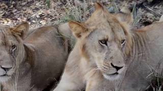 Safari en grupo en Selous Game Reserve (Tanzania)  con Samaki Safaris